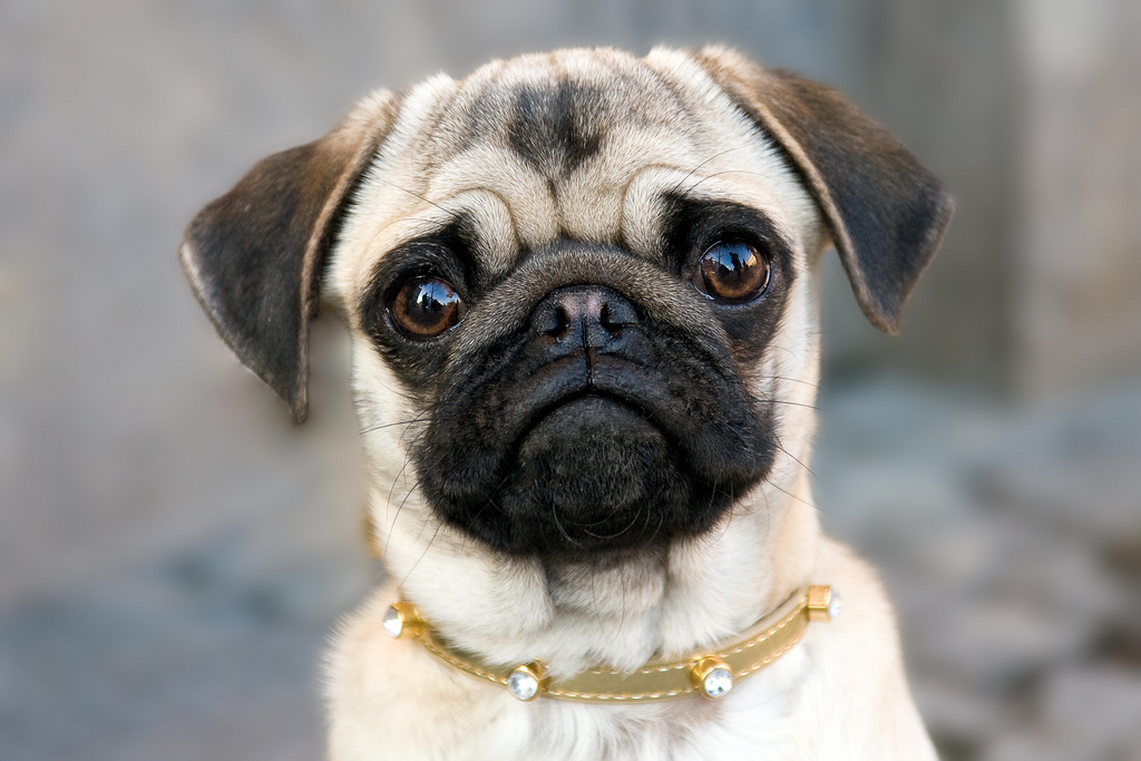 Мопс: описание породы, характер собаки и щенка, фото, цена
