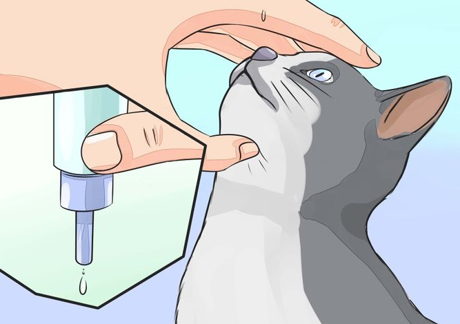 Гнойные выделения из глаз кошки: один симптом множества заболеваний