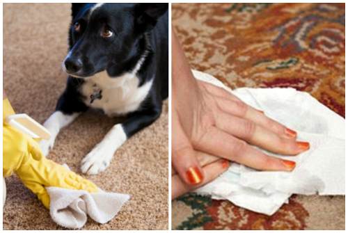 Как избавиться от запаха собаки: рецепты и советы как просто и быстро устранить неприятный запах от животного (70 фото)