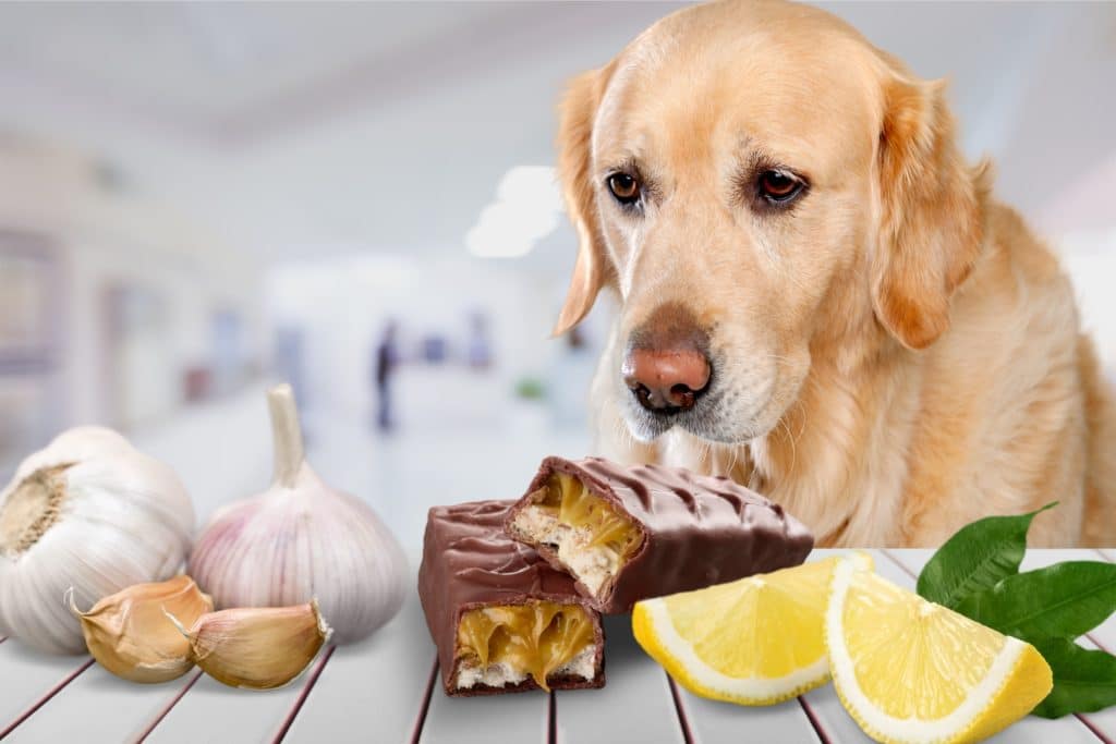 Чем кормить собаку в домашних условиях: как правильно и лучше