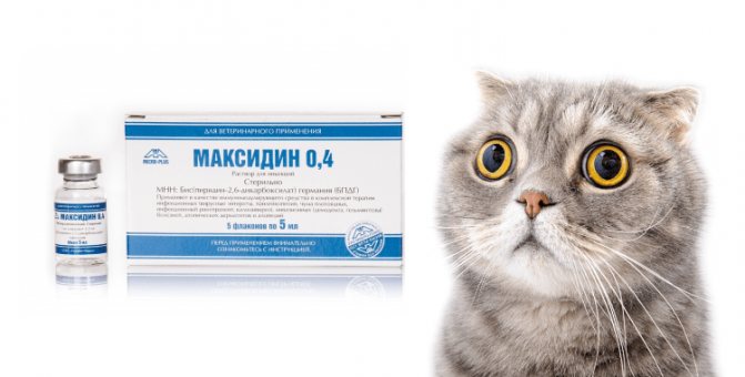 Максидин для кошек – инструкция по применению препарата
