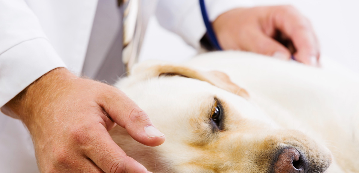 Лечение пироплазмоза у животных - «айболит плюс» - сеть ветеринарных клиник
