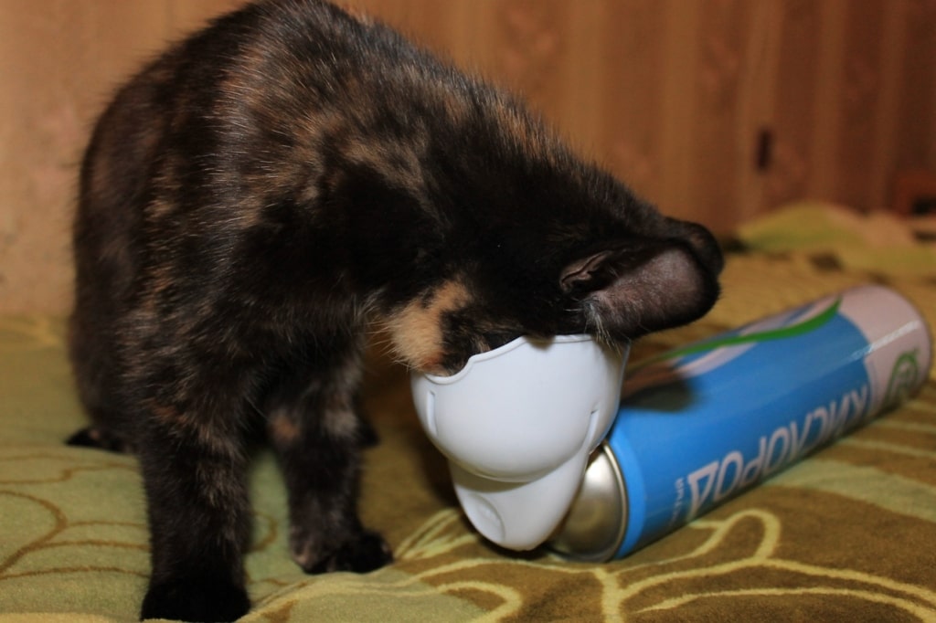 Астма у кошек - симптомы и лечение бронхиальной астмы у кошек в москве. ветеринарная клиника "зоостатус"