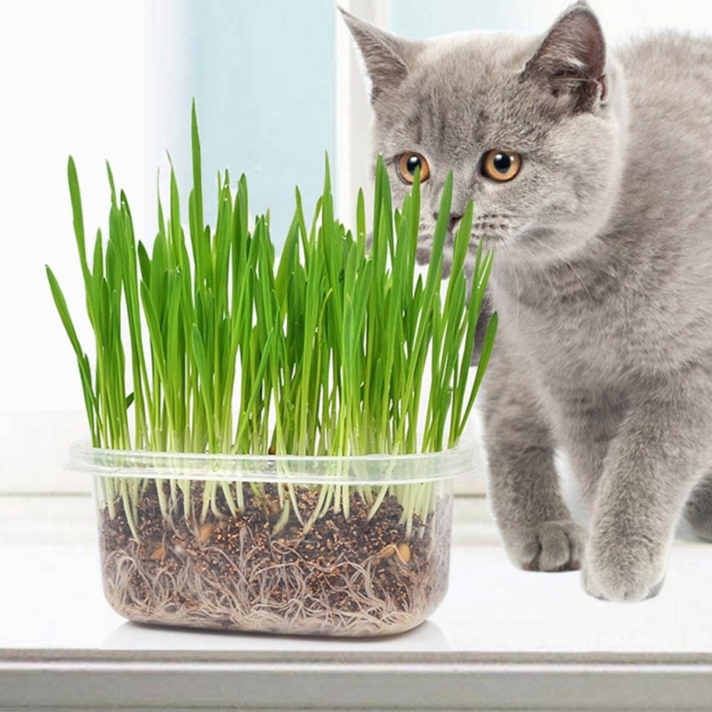 Почему кошки едят траву, и какая им нужна
