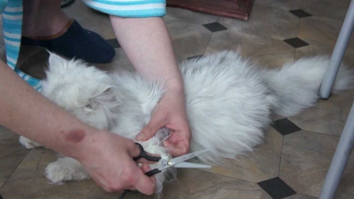Колтуны у кошки: причины появления, как расчесать или убрать в домашних условиях, обзор инструментов для борьбы со сваленной шерстью у котов