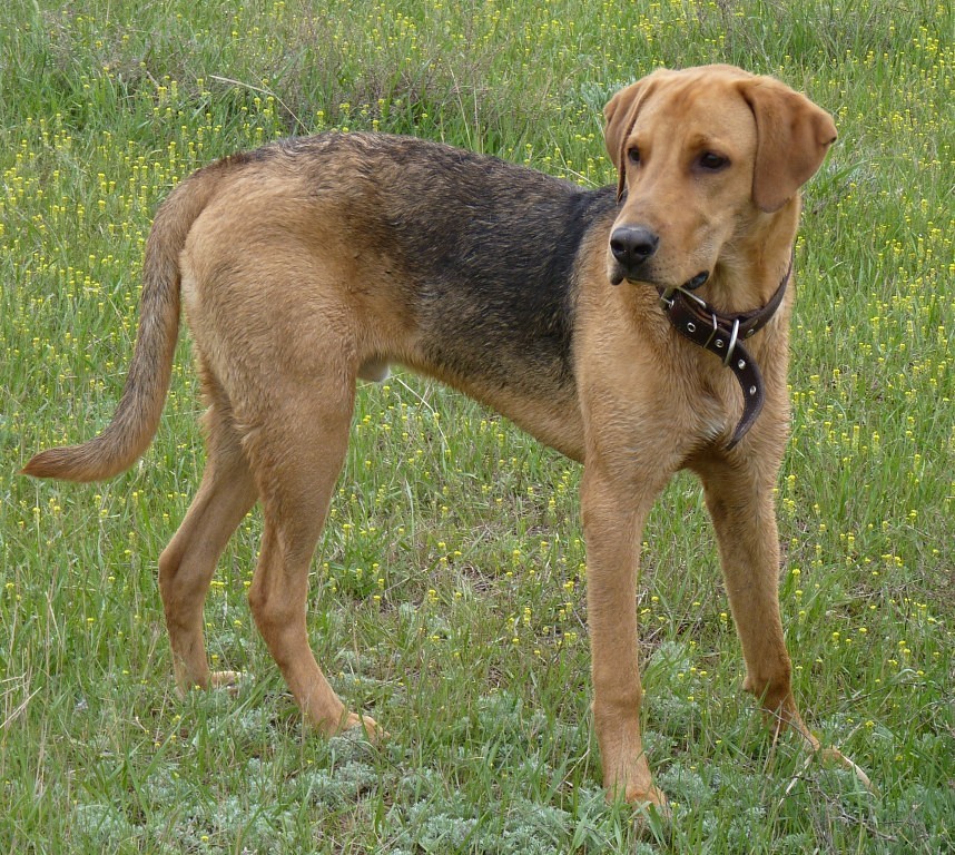 Виды борзых собак — фото и описание пород с названиями представителей