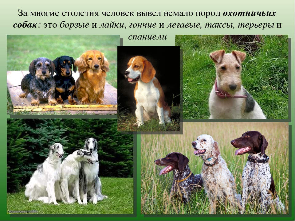 Все русские породы собак фото