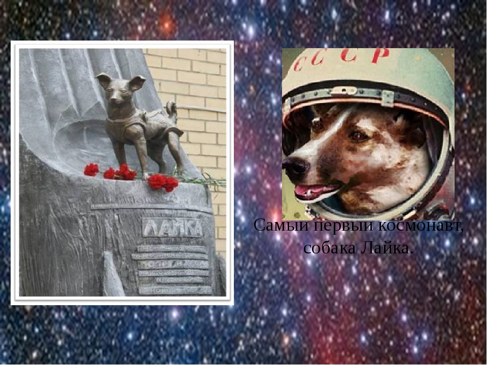 Какие собаки были в космосе первыми. 1 Собака лайка космонавт. Лайка первая собака которая полетела в космос. Собака лайка на спутнике 2. Советская собака-космонавт лайка.