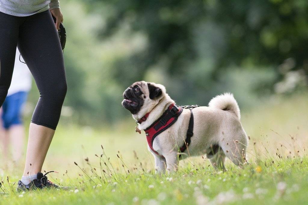 Мопс — фото собаки, описание породы, характер