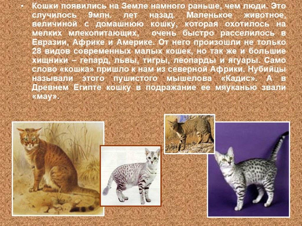 Откуда появились кошки, от кого произошли, кто является диким предком домашних питомцев?