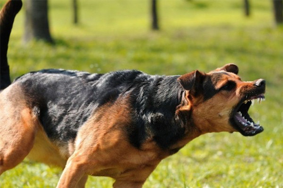Самые злые собаки в мире: топ 23 — откуда берется агрессия, все о бойцовских собаках