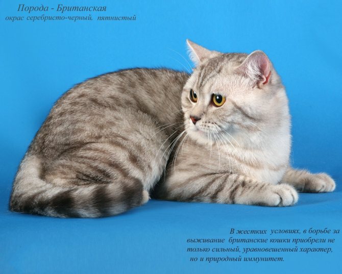 Какая порода кошек самая ласковая и ручная: фотографии и описание