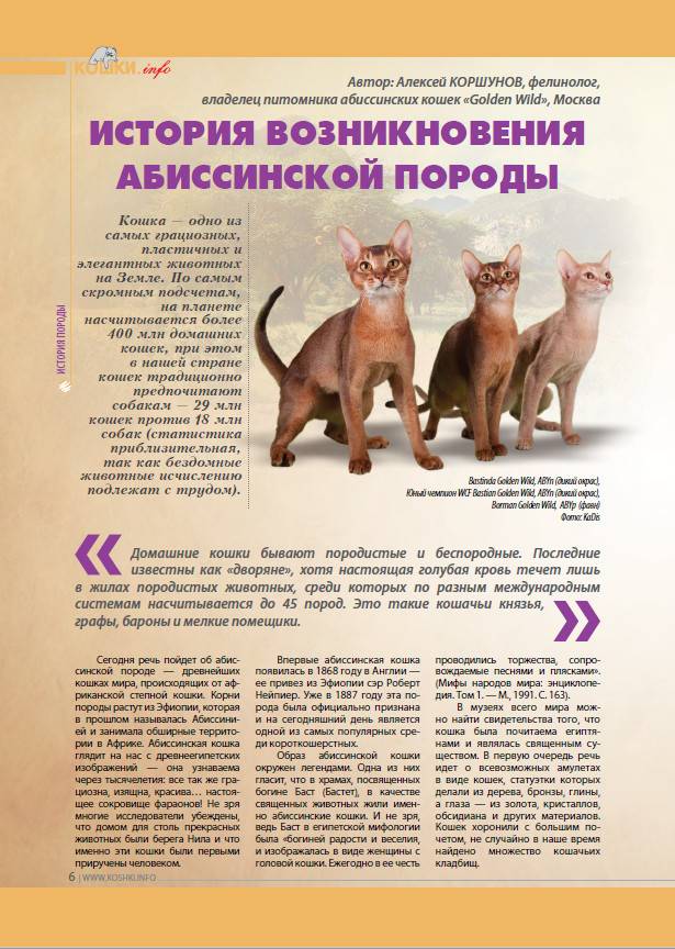 Самые умные породы кошек: топ-10 список с фото самых умных кошек