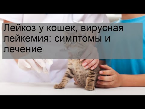 Что делать, если у кошки вирусная лейкемия