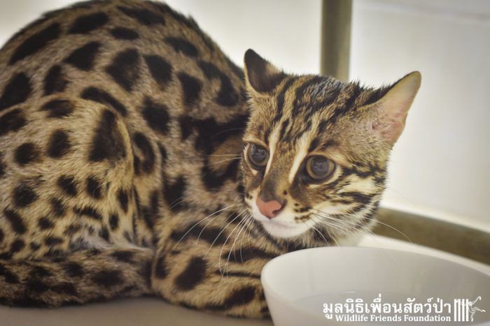 Леопардовая кошка: порода, цена, окрас | кот, похожий на леопарда