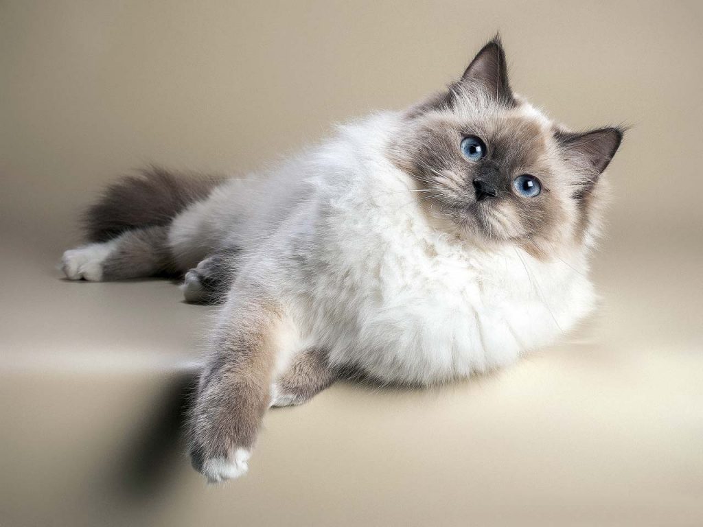 Невская маскарадная кошка: фото окрасов, цена, описание породы, характер