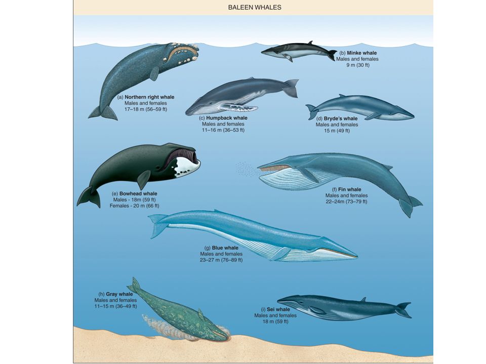 Как киты пришли в океан?