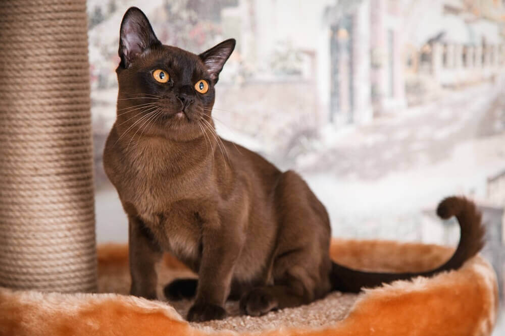 Бурманская кошка: все о кошке, фото, описание породы, характер, цена