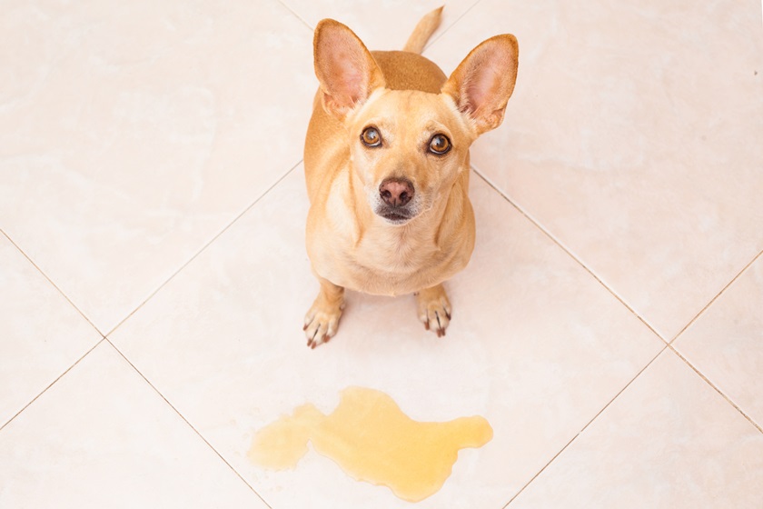 Как отучить собаку метить в квартире: поиск причины и ее устранение, кастрация и 5 других способов решения проблемы