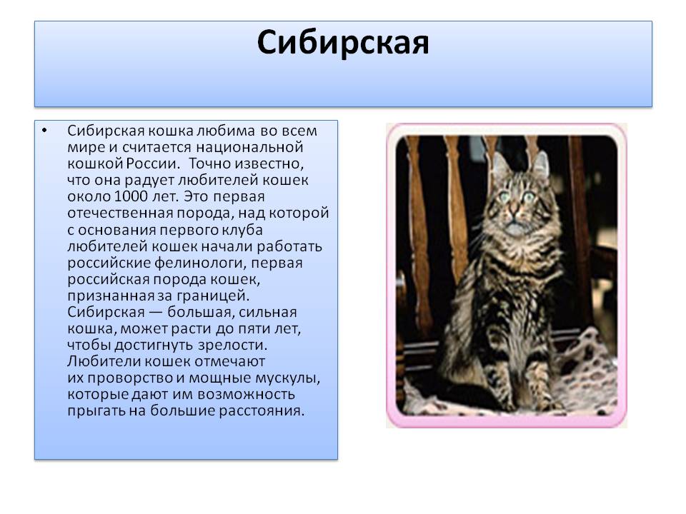 Сибирская кошка: фото, описание породы, уход, кормление, достоинства