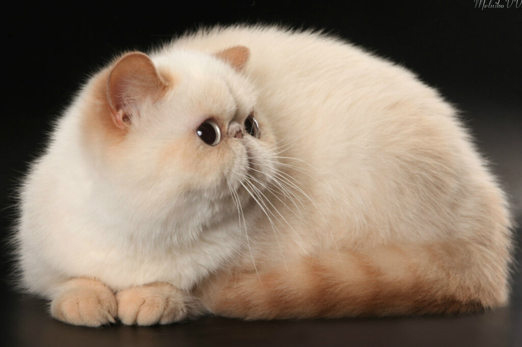 Карельский бобтейл (145 фото породы кошек): история происхождения, цена, интересные факты о содержании и разведении
