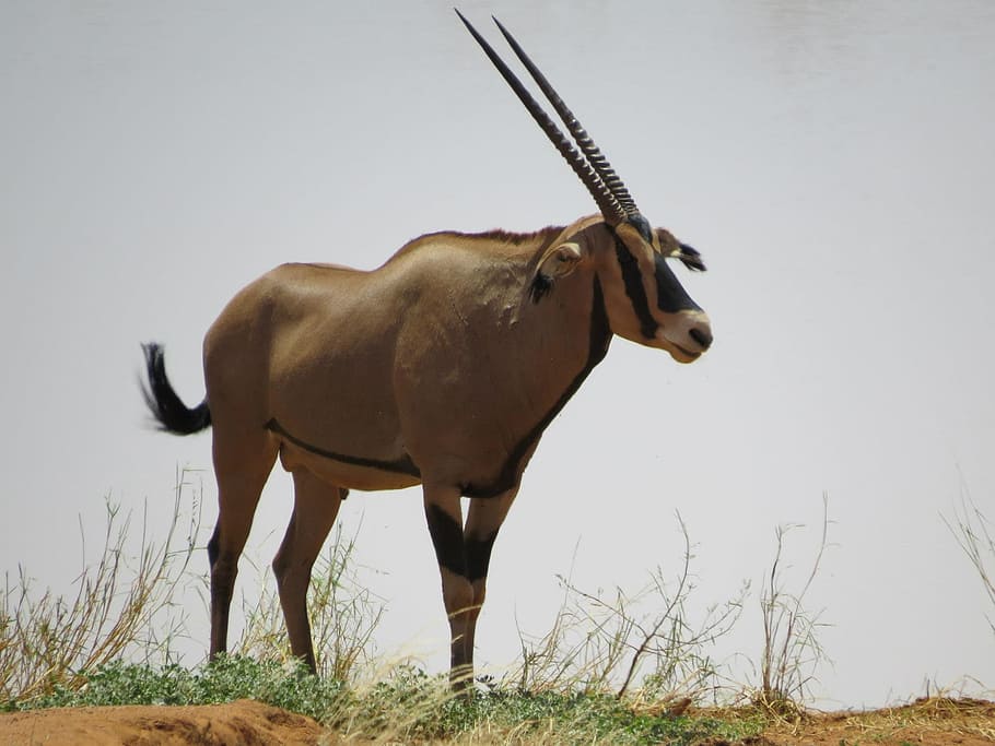 Антилопа орикс. обыкновенный орикс, или сернобык oryx gazella. отрывок, характеризующий орикс