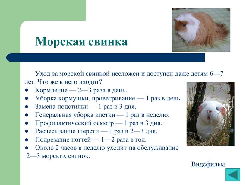 ᐉ хорьки как домашние животные: плюсы и минусы, правила выгула, обустройства пространства для жизни питомца - zoovet24.ru