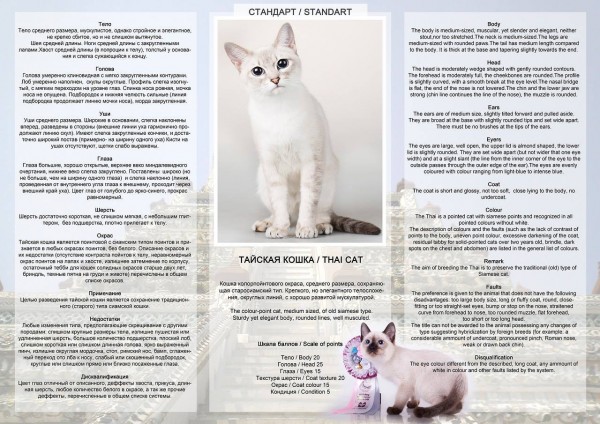 Тайская кошка - описание и фото породы, особенности характера, стандарты содержания и ухода за котенком - gourmet-cat.ru