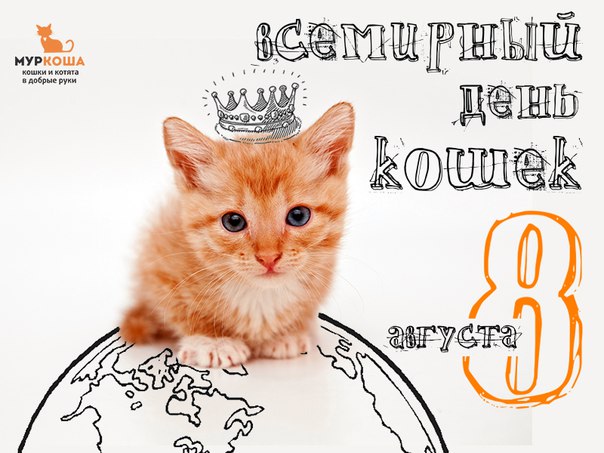 Всемирный день кошек: 1 марта и не только