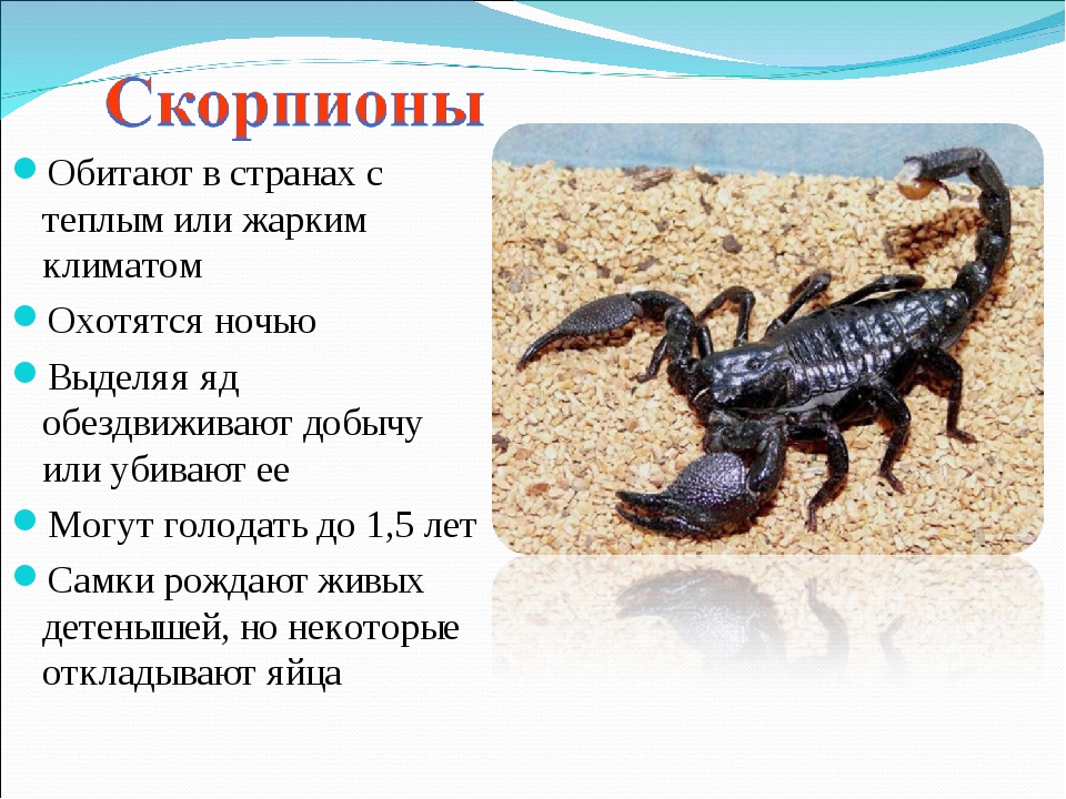 Домашний скорпион