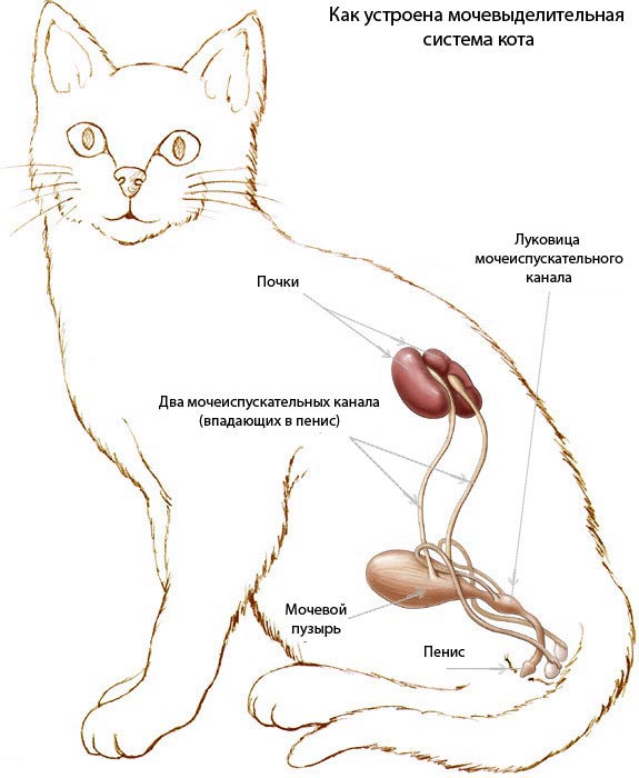 Особенности первой вязки кота и кошки: инструкция