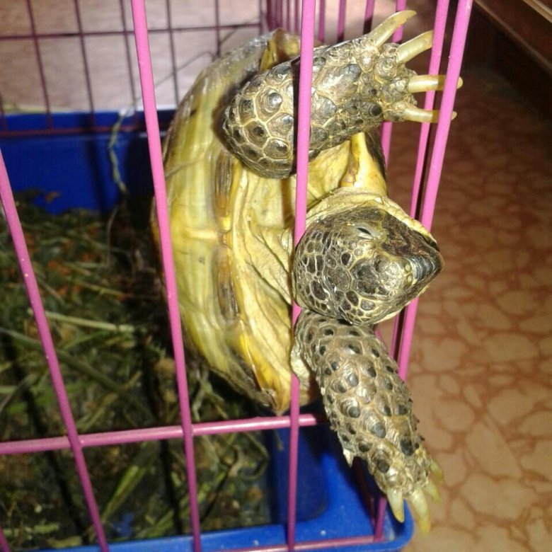 Красноухая черепаха: содержание и уход. как содержать черепаху в домашних условиях
