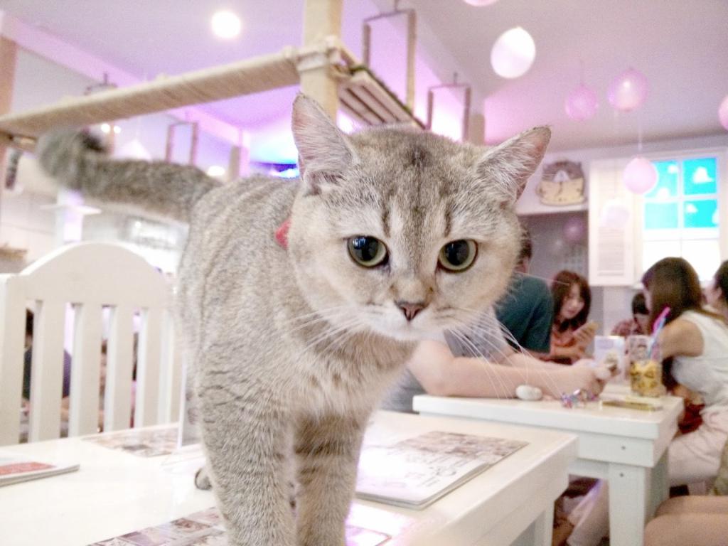 Кошка в кафе