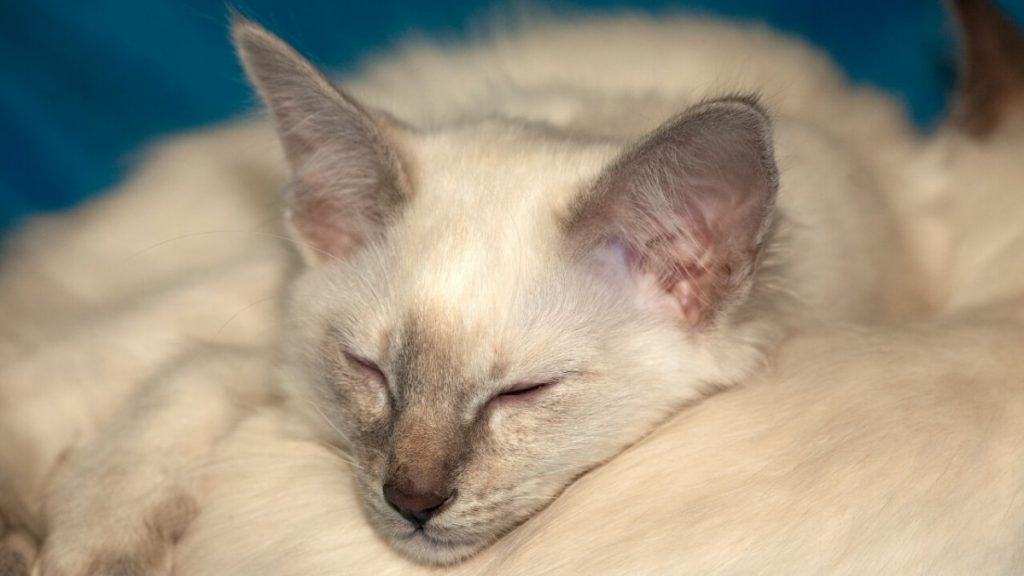 Балинезийская кошка (балинез): фото, характер, описание