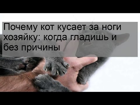 Как отучить кота кусаться? почему кошка нападает, когда ее гладишь? что делать, если котенок кусает хозяйку за ноги?
