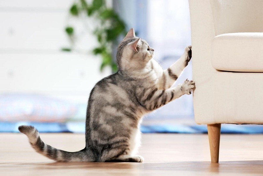 Как отучить кошку драть обои и мебель - 9 проверенных способов