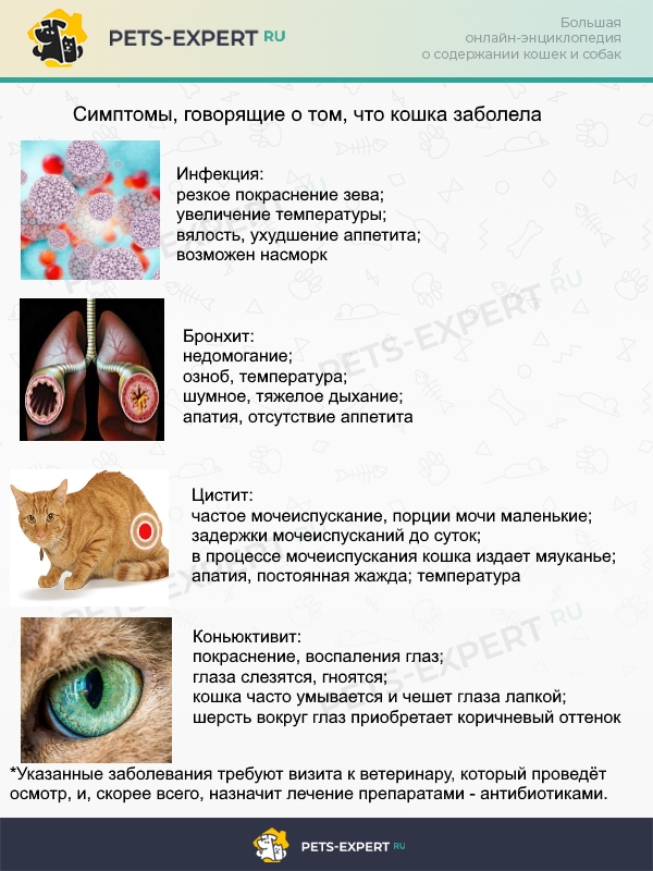 Цистит у кошек: признаки, лечение и симптомы