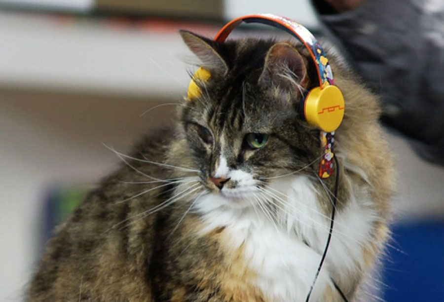 Кошачья музыка успокоила кошек лучше классической человеческой