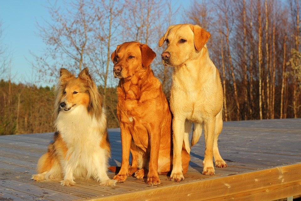 Самые добрые породы собак: названия и фото (каталог)