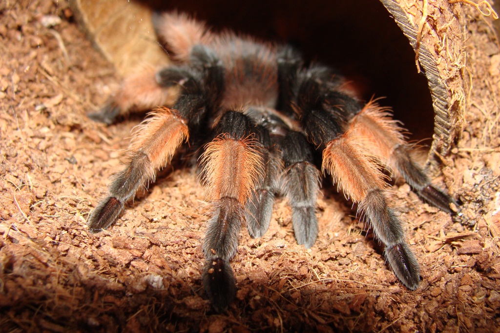 Тарантул паук. образ жизни и среда обитания паука тарантула