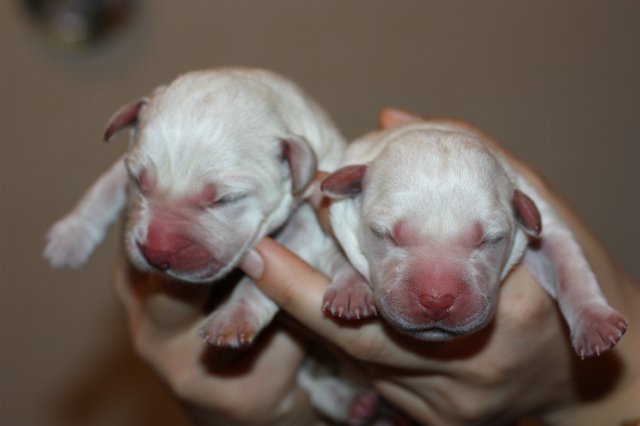 Когда щенки открывают глаза после рождения: через сколько дней, примерные сроки, возможные задержки