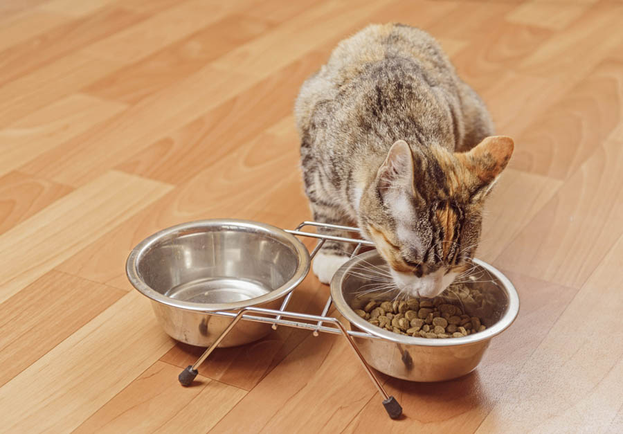 Особенности кормления кошки после стерилизации