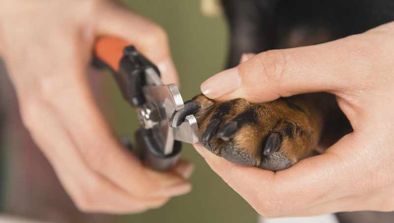 Как подстричь когти собаке: необходимые инструменты, последовательность действий. как понять, что когти щенку пора стричь? - автор екатерина данилова - журнал женское мнение