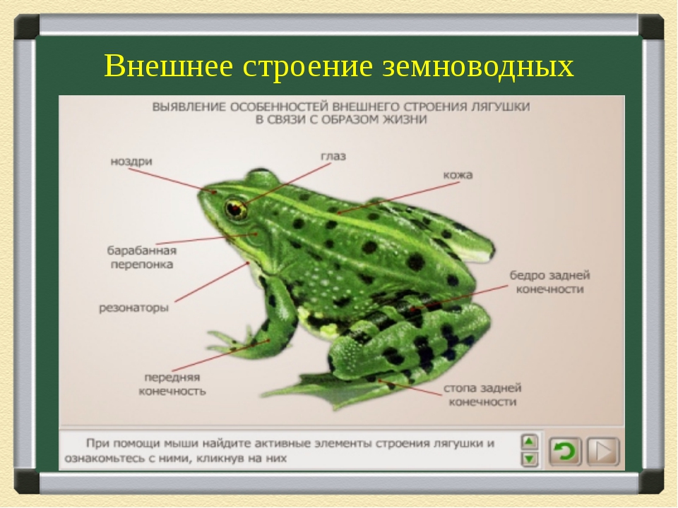 На рисунке изображена лягушка в разные периоды жизни какое общее