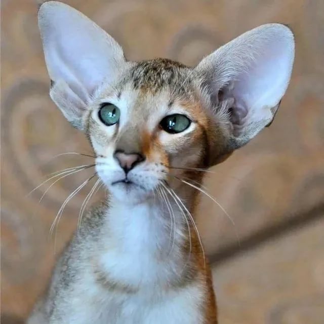 Порода кошек с большими ушами и вытянутой мордой: как называется? | страж чистоты