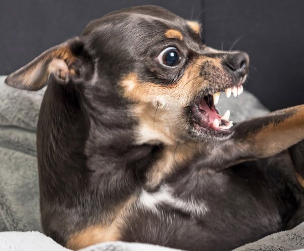 Виды агрессии у собак – на что питомцы реагируют агрессивно? - про питомца