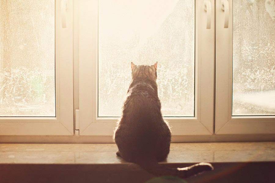 Скучают ли кошки по хозяевам, оставаясь одни дома?