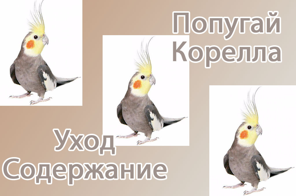 Попугай корелла: особенности содержания в доме, отзывы владельцев