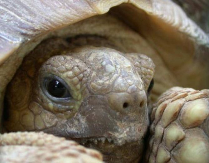 Как вывести красноухую или сухопутную черепаху из спячки