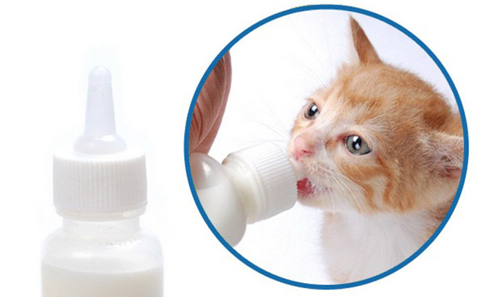 Почему кошкам нельзя молоко